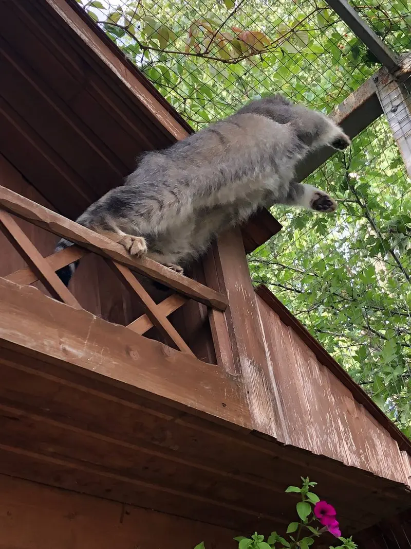 イジェフスク動物園（ウドムルト動物園）のアルタイの写真