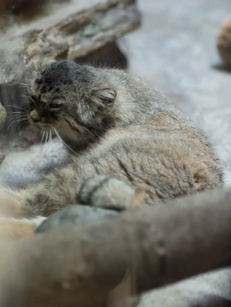 恩賜上野動物園のプリームラの写真