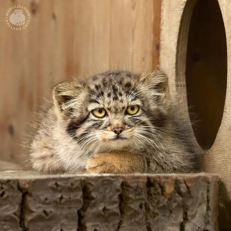 ノヴォシビルスク動物園のアデルの子ネコ b.2026 Ⅳの写真