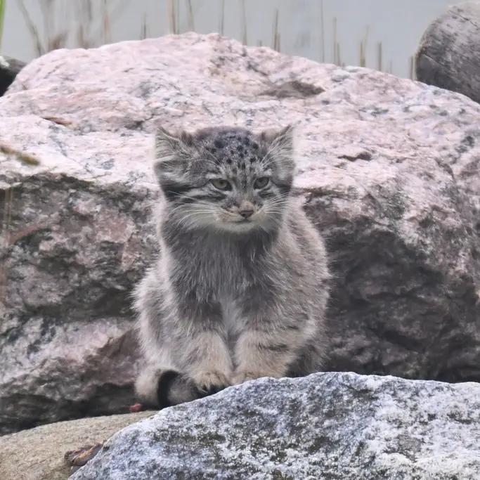 コルケアサーリ動物園のサーガの写真