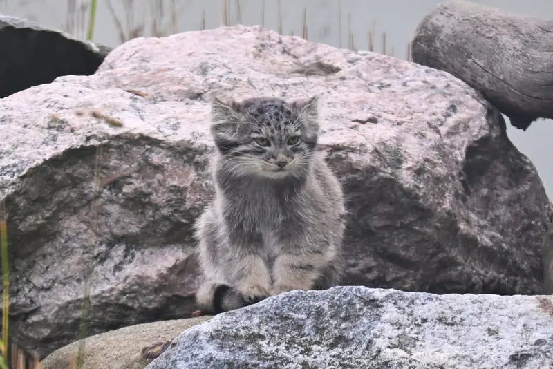 コルケアサーリ動物園のサーガの写真