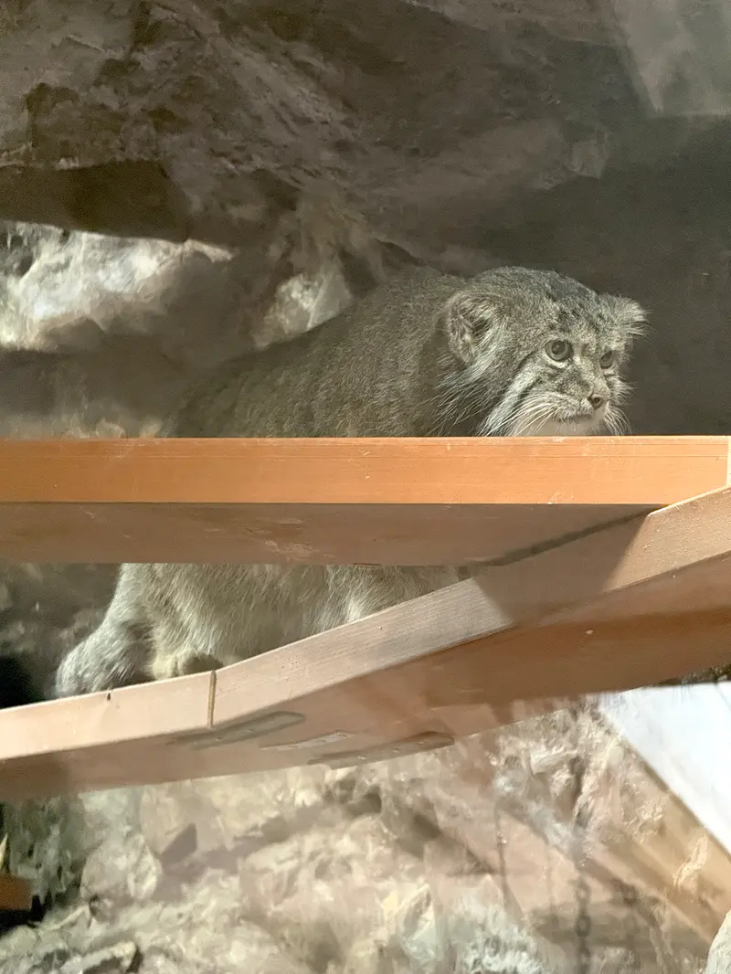 恩賜上野動物園のクリョンの写真