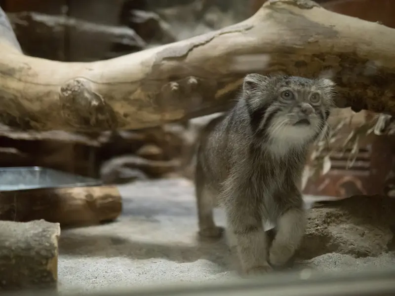 恩賜上野動物園のクリョンの写真