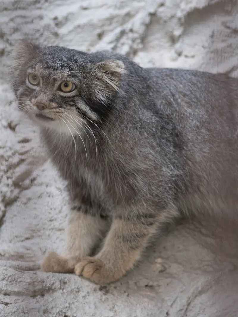 野毛山動物園のフィーガの写真