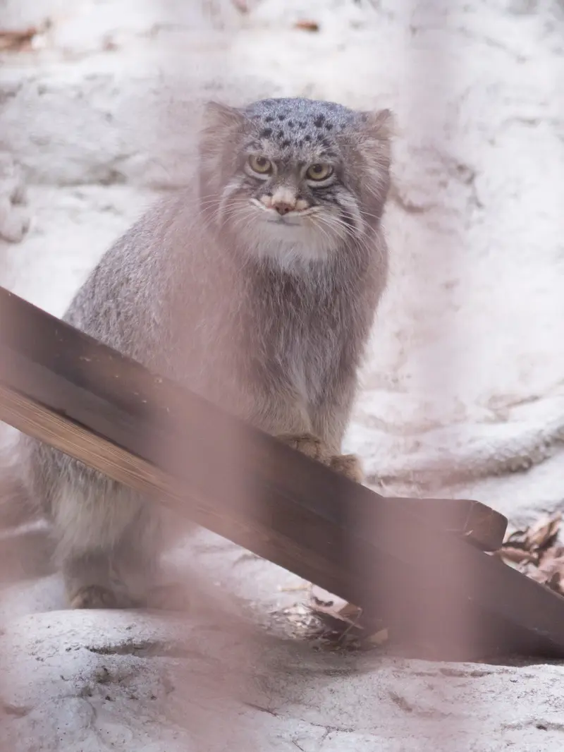 野毛山動物園のフィーガの写真