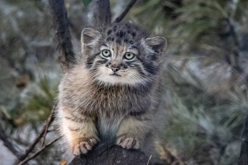 ノヴォシビルスク動物園のマヌルネコの写真