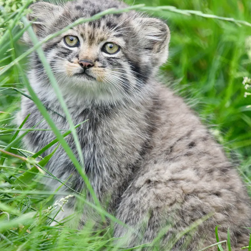 ポート・リムプネ・ワイルド・アニマル・パークのナムーの子猫 b. 2026 Ⅲの写真