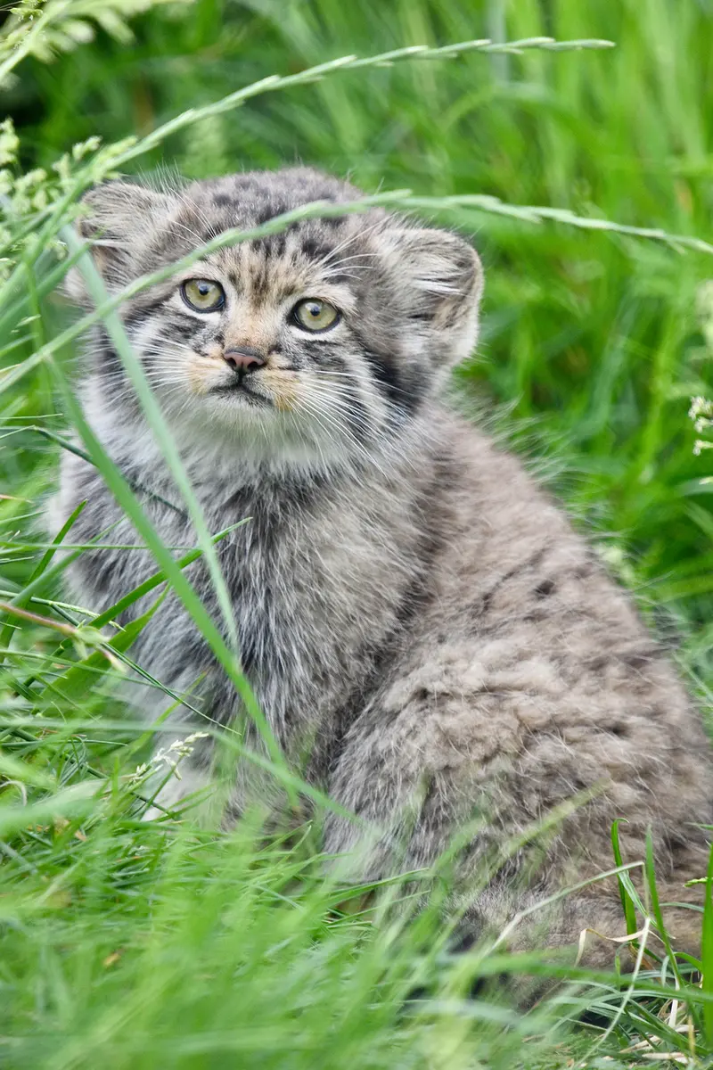 ポート・リムプネ・ワイルド・アニマル・パークのナムーの子猫 b. 2026 Ⅲの写真