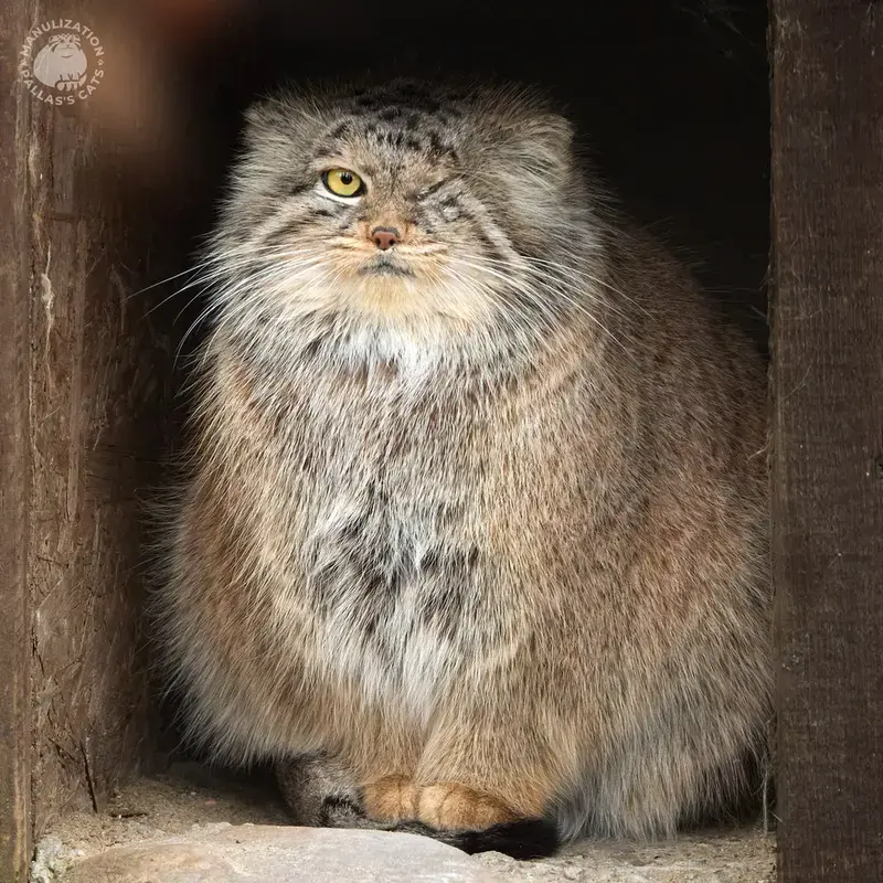 ボジェンカの写真