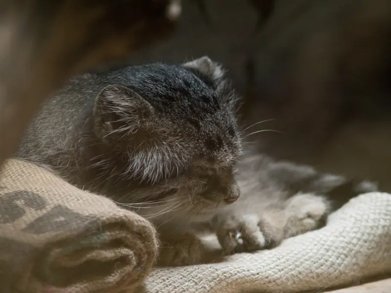 恩賜上野動物園のクリョンの写真