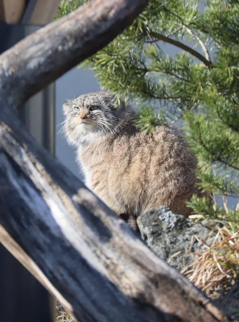 コルケアサーリ動物園のミミの写真