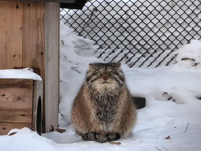 ノヴォシビルスク動物園のラストチカの写真