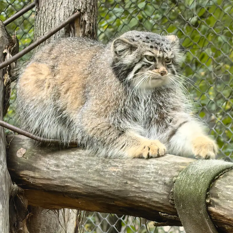 ノヴォシビルスク動物園のイヴの写真