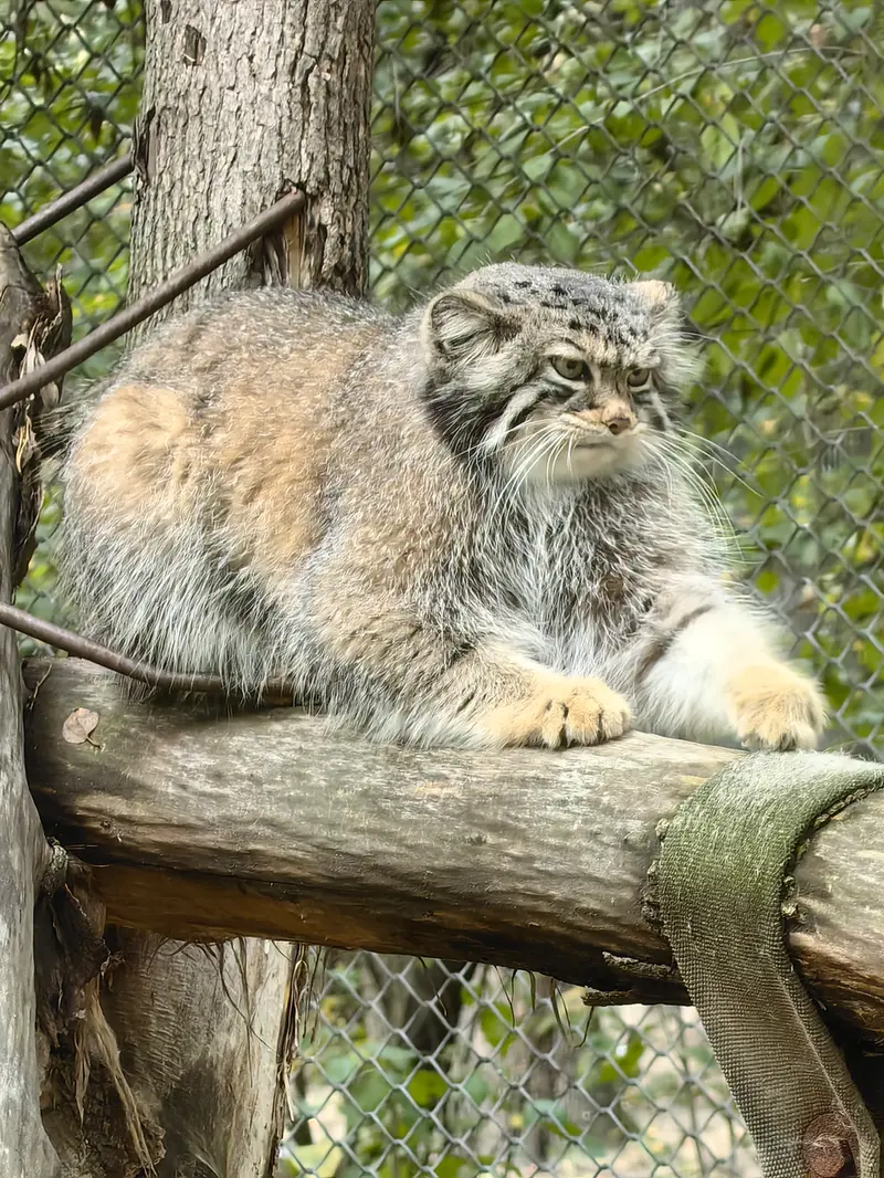 ノヴォシビルスク動物園のイヴの写真