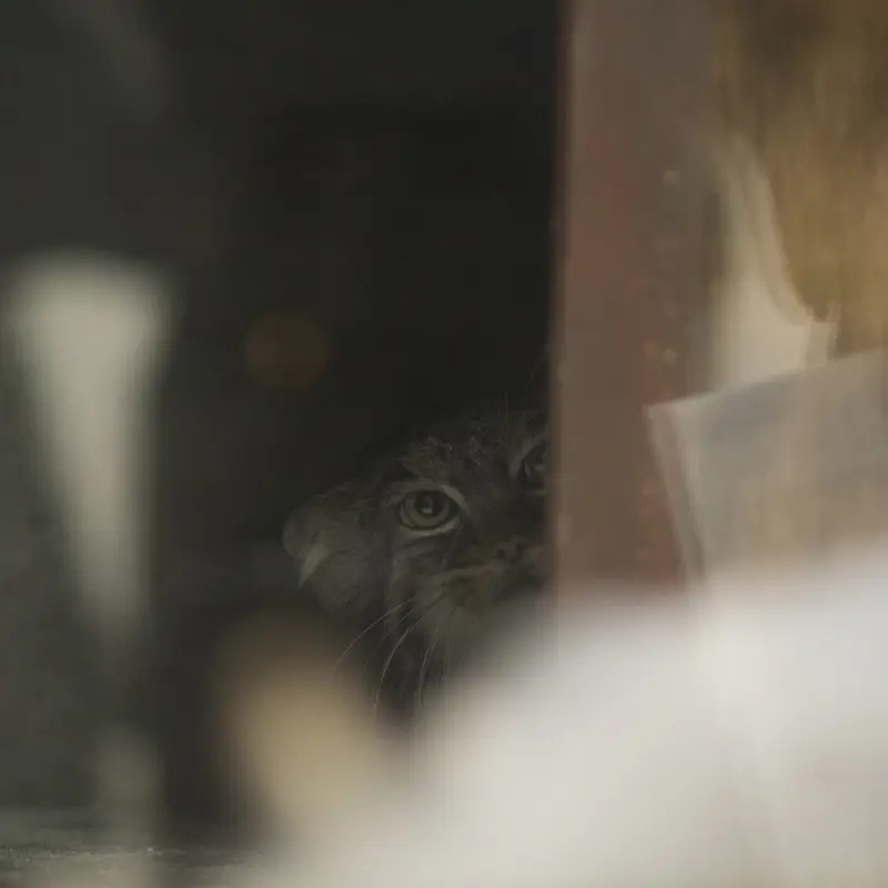 恩賜上野動物園のサフランの写真