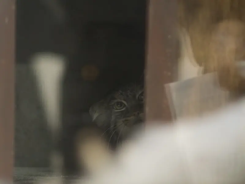 恩賜上野動物園のサフランの写真