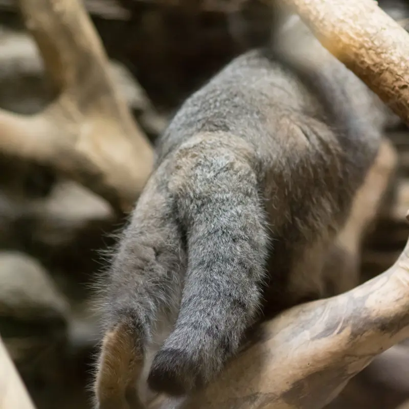 恩賜上野動物園のクリョンの写真