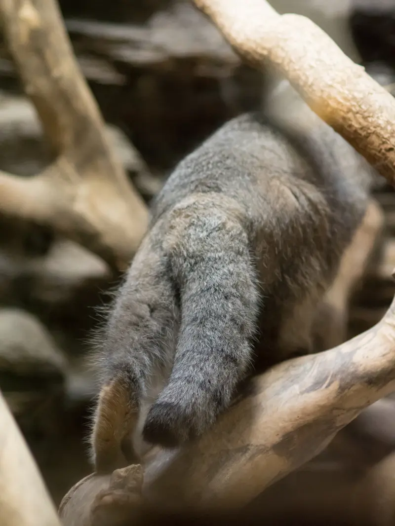 恩賜上野動物園のクリョンの写真