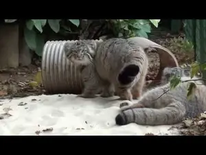 ビッグ・キャット・サンクチュアリのシヴァとアドゥヴァの動画