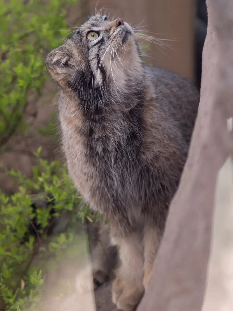 埼玉県こども動物自然公園のオトの写真