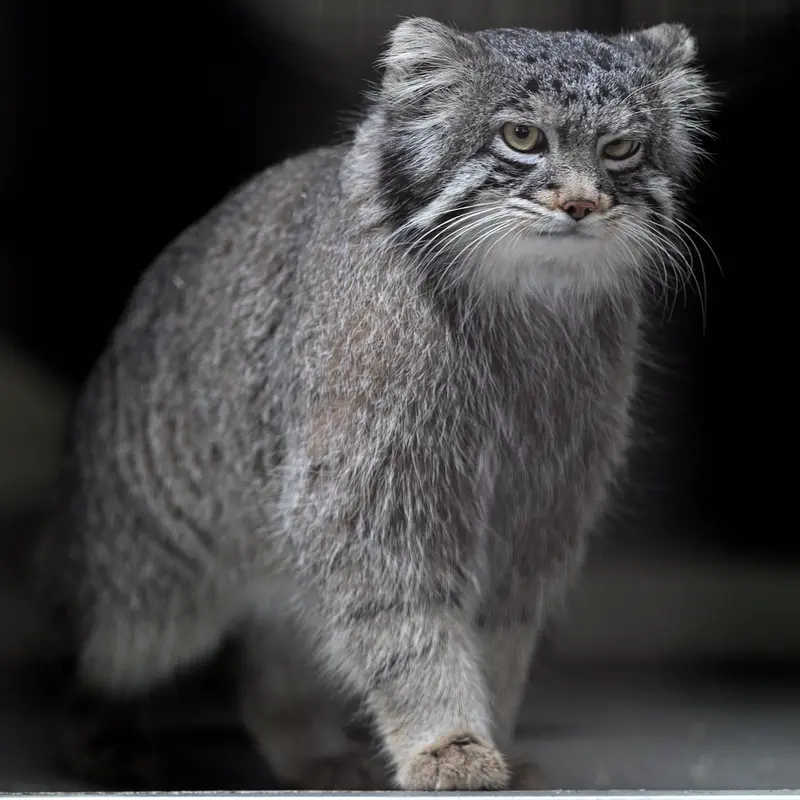 野毛山動物園のフィーガの写真