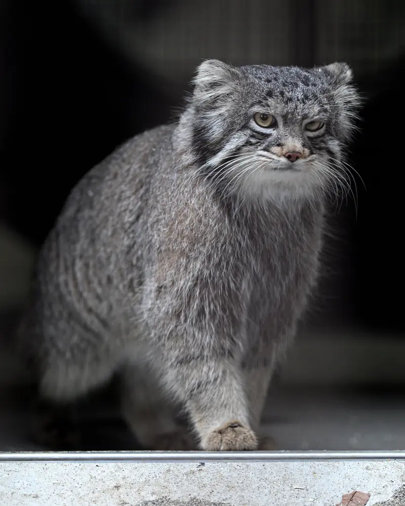 野毛山動物園のフィーガの写真