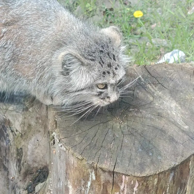 ヴロツワフ動物園のマヌルネコの写真