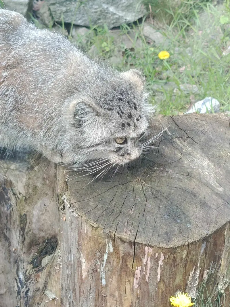 ヴロツワフ動物園のマヌルネコの写真