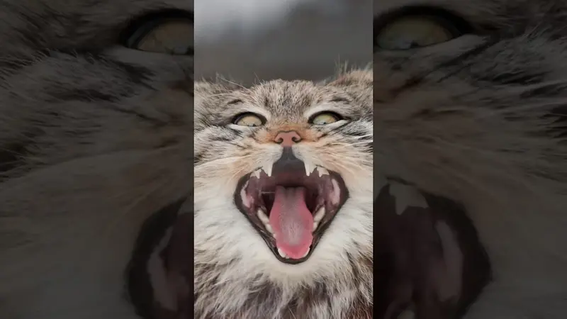 ノヴォシビルスク動物園のスネジンカの動画