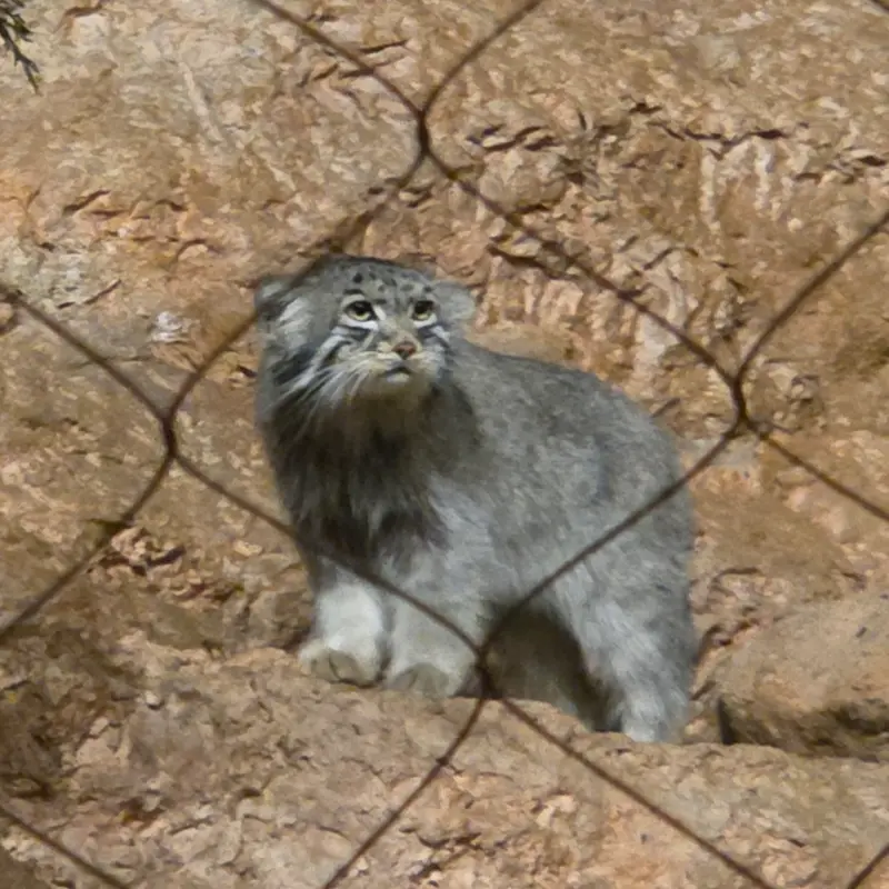 ブルックフィールド動物園シカゴのヨハンの写真