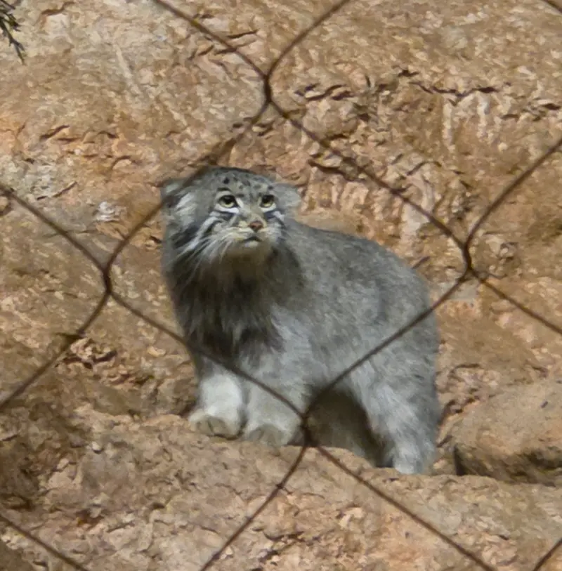 ブルックフィールド動物園シカゴのヨハンの写真