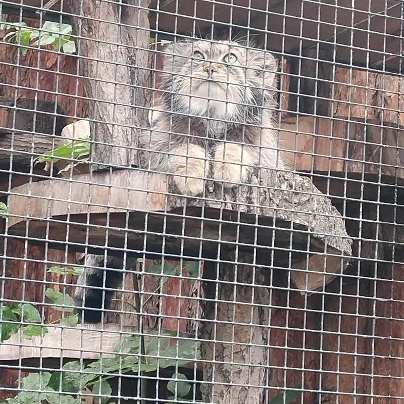 レニングラード動物園のシューの写真