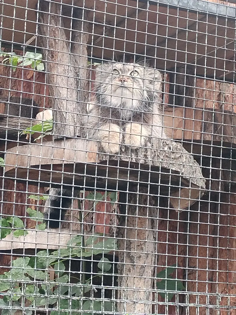レニングラード動物園のシューの写真