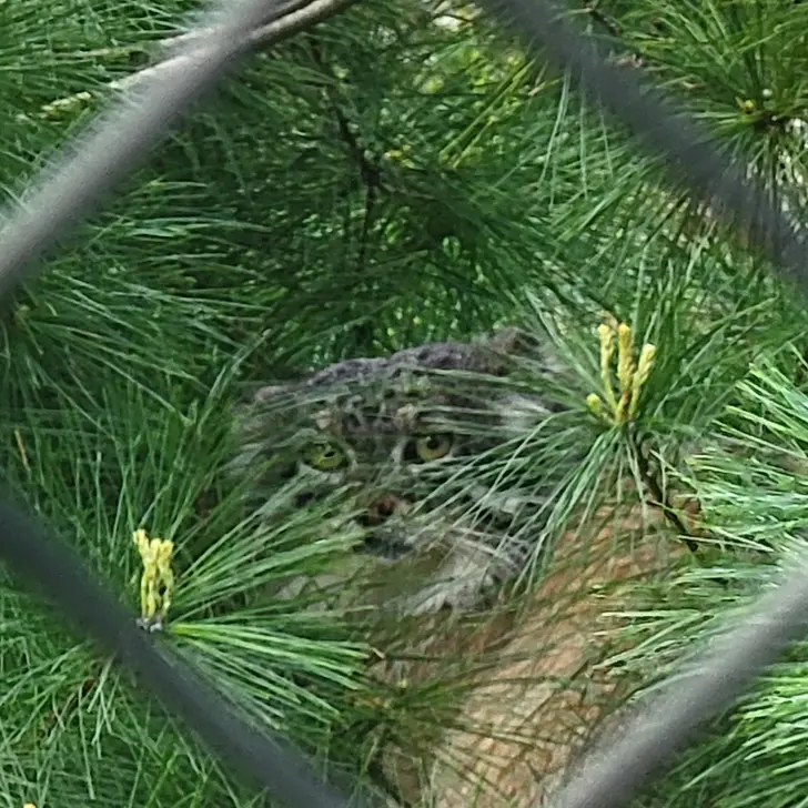 ニアイビ動物園のハルトの写真