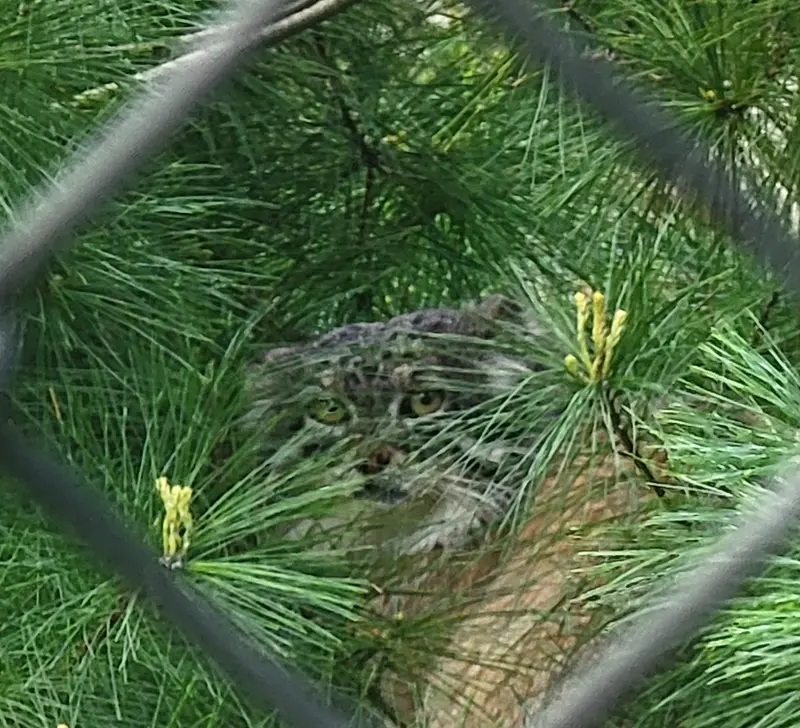 ニアイビ動物園のハルトの写真