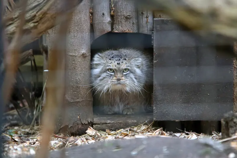 ワルシャワ動物園のジェシーの写真