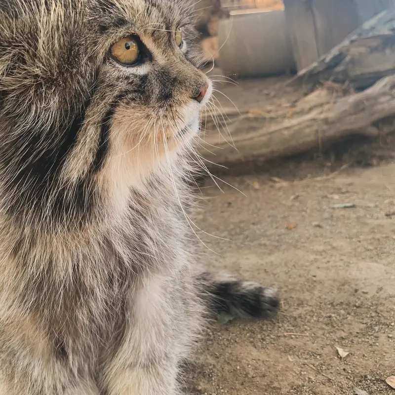 プロジェクト・サバイバルズ・キャット・ヘイブンのガラブの写真