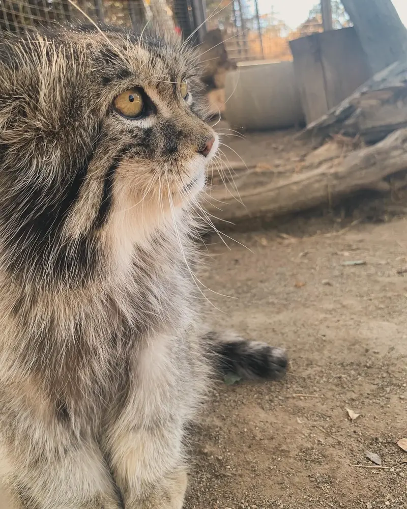 プロジェクト・サバイバルズ・キャット・ヘイブンのガラブの写真