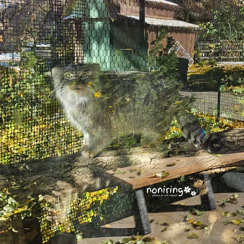プエブロ動物園のオリーブの写真