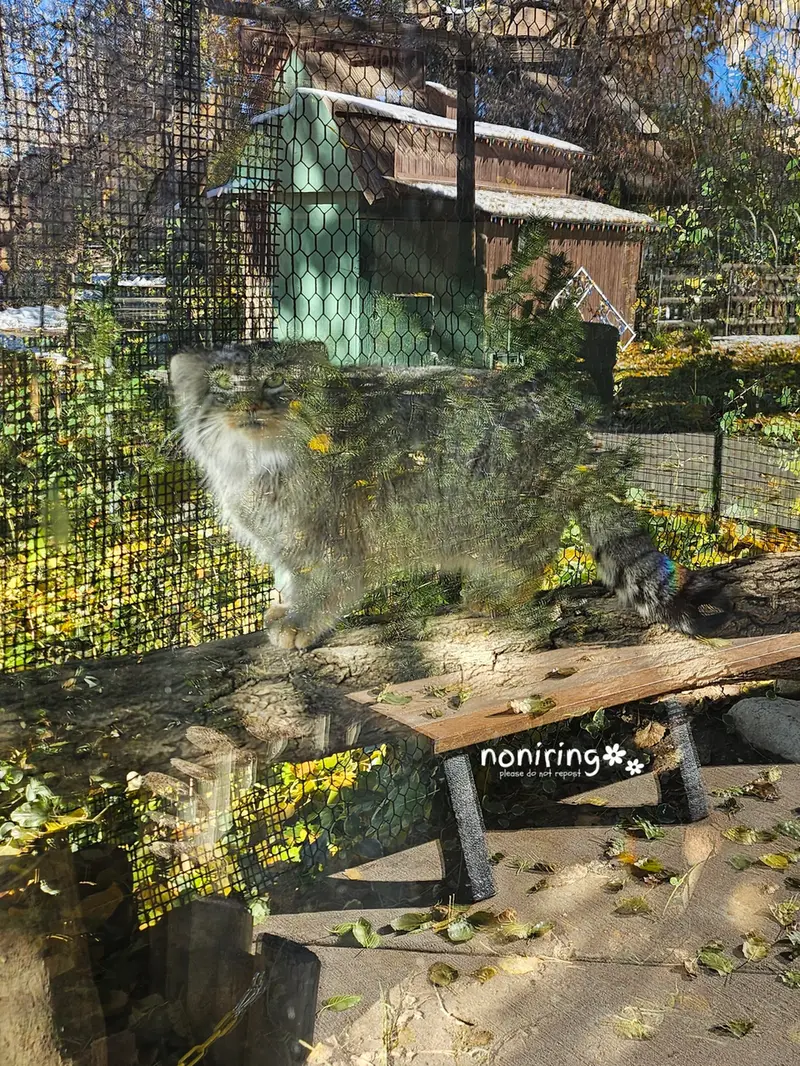 プエブロ動物園のオリーブの写真