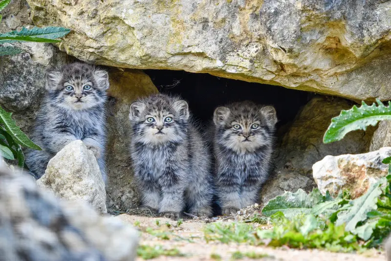 ナムーの子猫 b. 2026 Ⅱ、ナムーの子猫 b. 2026 Ⅰとナムーの子猫 b. 2026 Ⅲの写真
