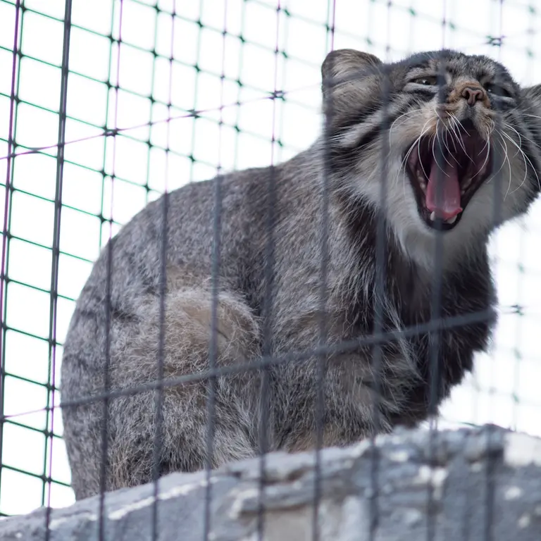 旭山動物園のヒデの写真