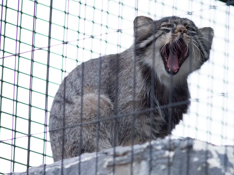 旭山動物園のヒデの写真