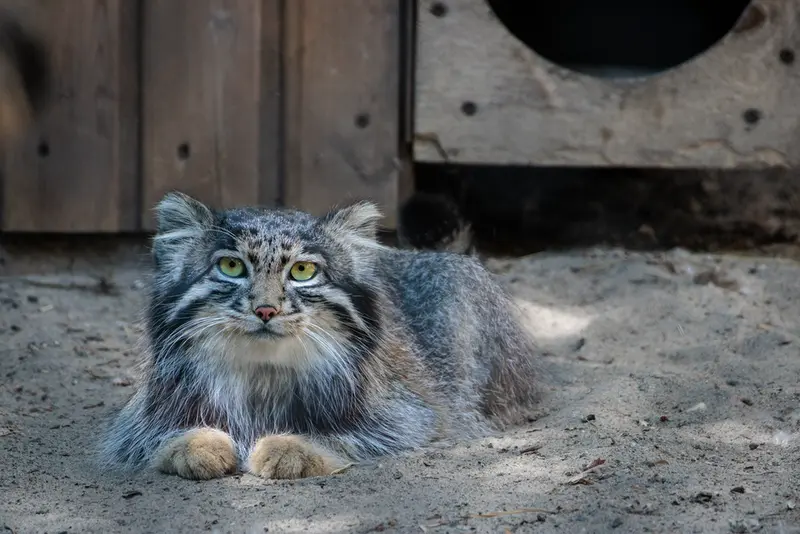 ノヴォシビルスク動物園のグレイの写真