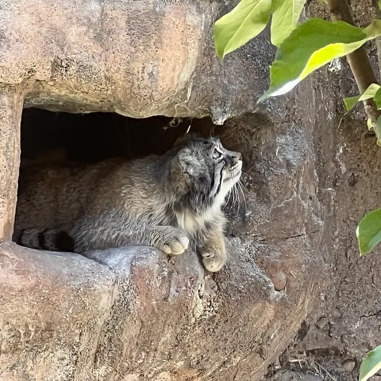 ユタズ・ホグル動物園のフィラリスの写真