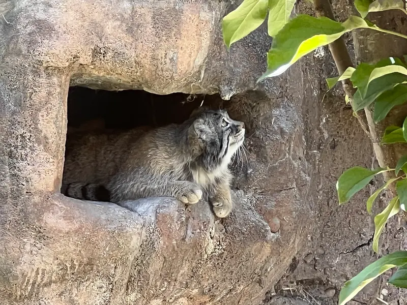 ユタ州ホグル動物園のフィラリスの写真