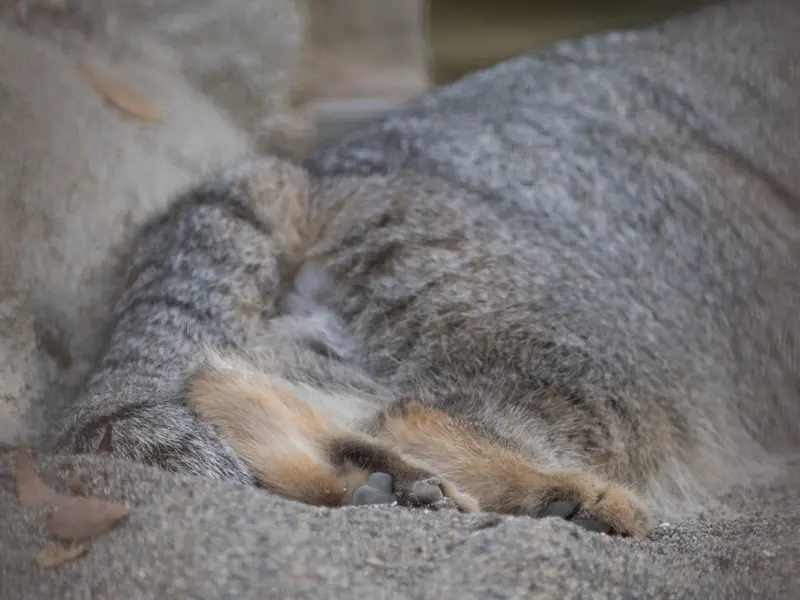 野毛山動物園のフィーガの写真