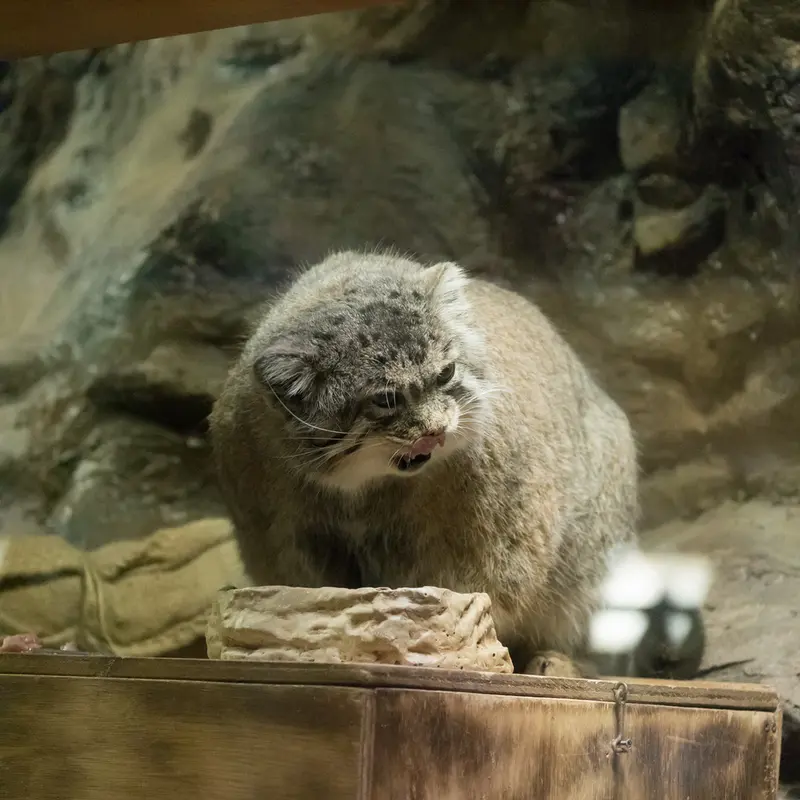 恩賜上野動物園のプリームラの写真