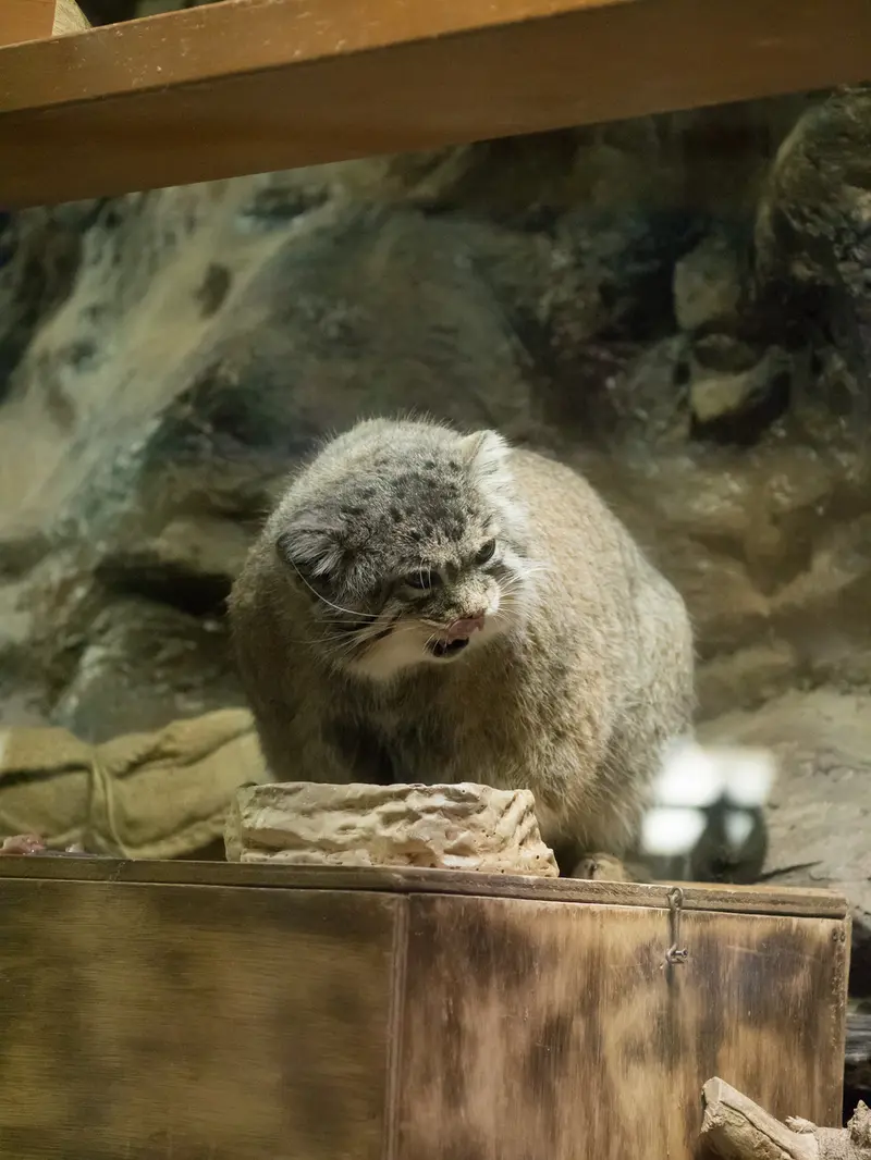 恩賜上野動物園のプリームラの写真