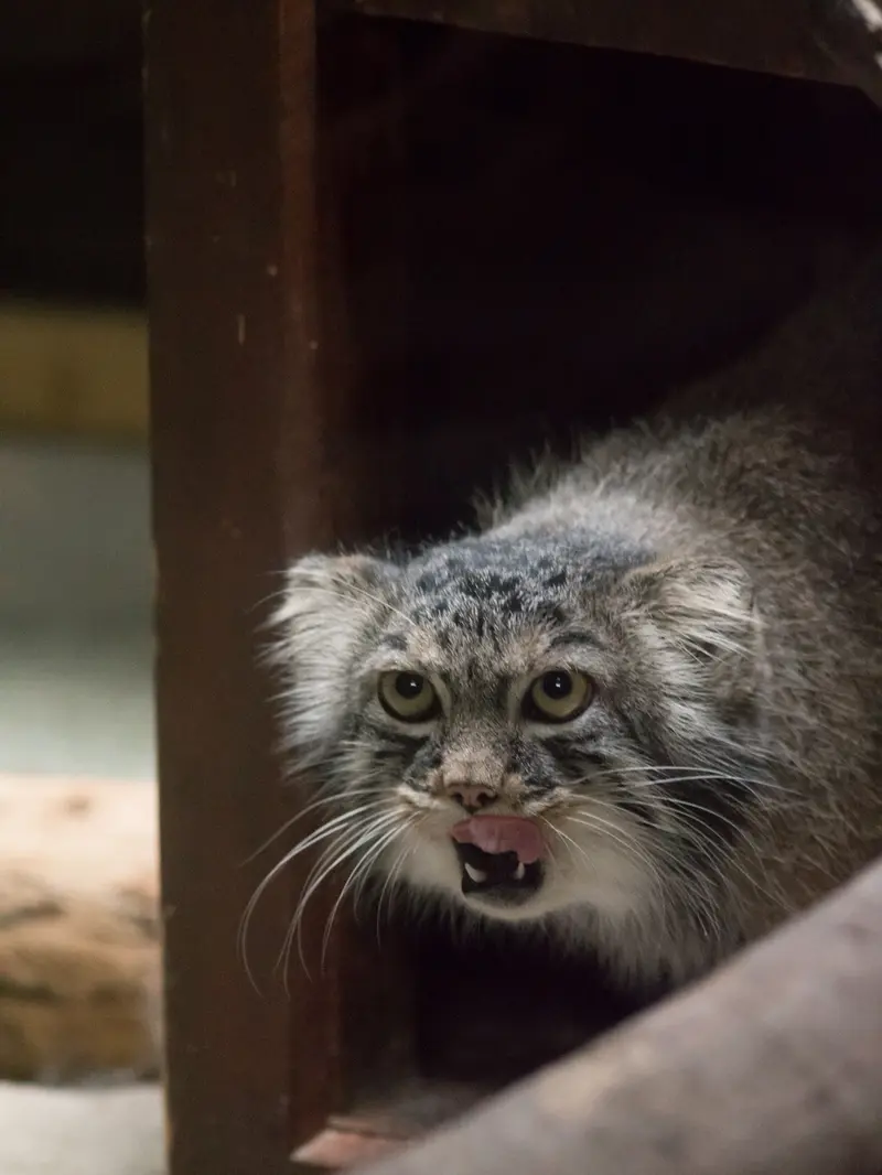 恩賜上野動物園のサフランの写真